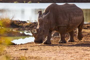 Fototapeta premium African rhinoceros 