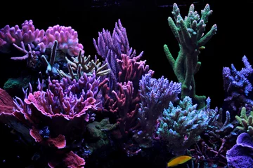 Crédence en verre imprimé Récifs coralliens Réservoir d& 39 aquarium de récif de corail de rêve