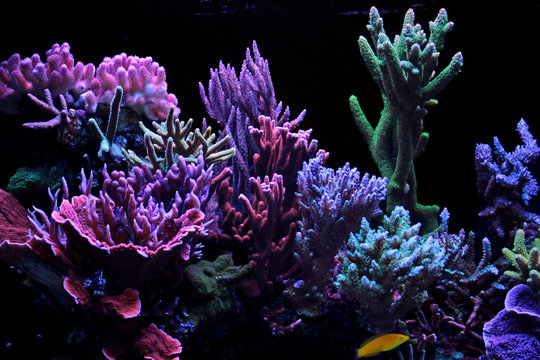 Dream coral reef aquarium tank 