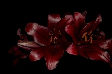 Two maroon lily