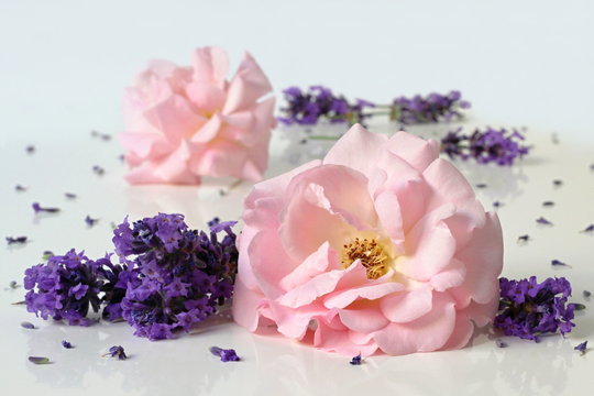 Pink garden roses and lavender flowers. Floral decoration.
