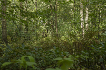 Tät lövskog med mark täckt med ormbunkar