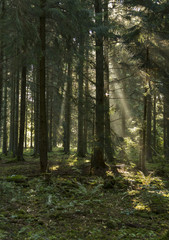 Solstrålar genom dimmig skog