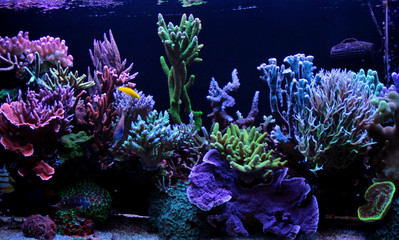 Fototapeta na wymiar Dream coral reef aquarium tank 