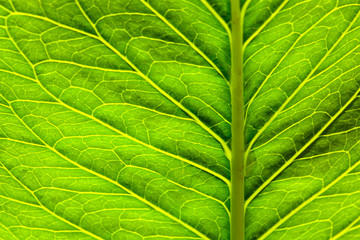 Green leaf macro.