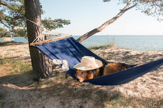 Hund mit Hut am Meer schl&auml;ft in einer H&auml;ngematte
