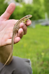 Small lizard sits on hand