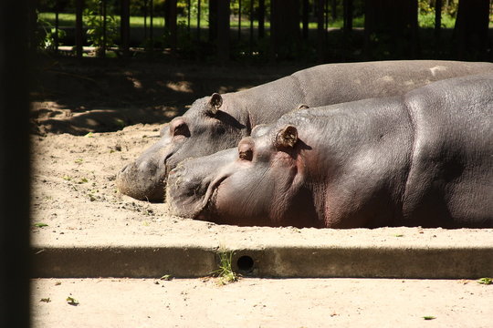 Hippopotamus at the zoo