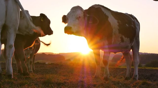 Rinder auf der Weide bei Sonnenaufgang
