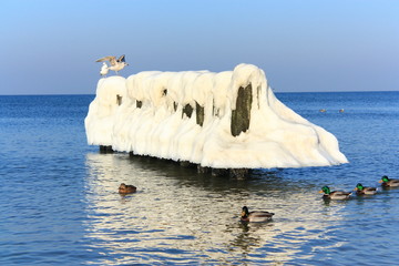 Seagulls on the beach in winter time