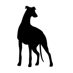 Greyhounds dog hunting vector illustration black silhouette