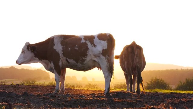 Rinder auf der Weide bei Sonnenaufgang
