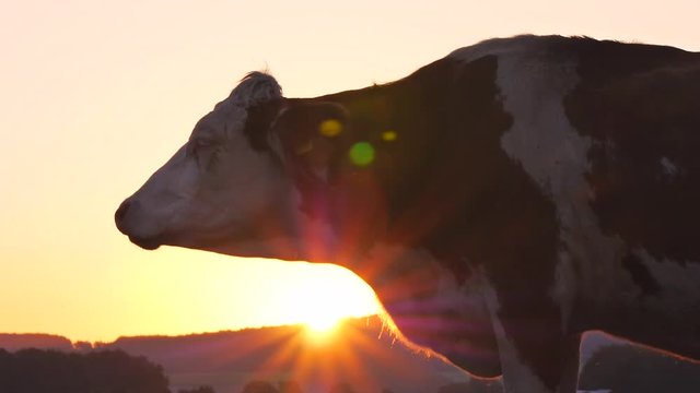 Rind auf der Weide bei Sonnenaufgang