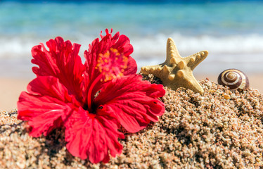 Beautiful red hibiscus flower and seashell on the beach © cloudberry77