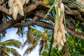 Vacoa
Fleur de Vacoa à la Réunion