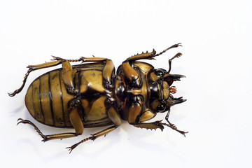 Golden stag beetle (Allotopus moellenkampi babai) isolated