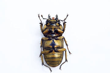 Golden stag beetle (Allotopus moellenkampi babai) isolated