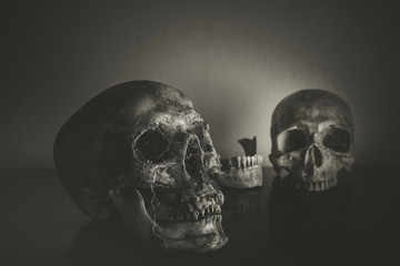 Still life of skull