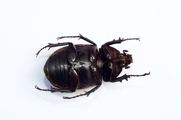Caucasus beetle (Chalcosoma chiron) isolated