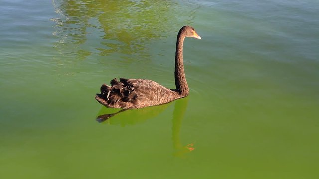 Swan swimming in the lake. 7D & 135mm f2.0
