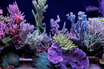 Dream coral reef aquarium tank 