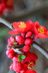 Japanese quince branch blossoming.