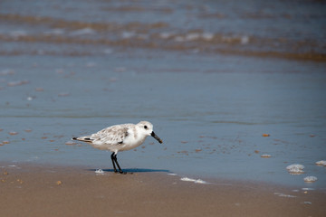 Tern