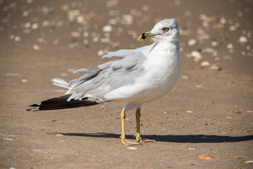 Seagull on South Padre Island Beach