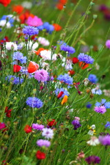 Edible white, purple and blue flowers on the cornflower meadow
in slow food garden