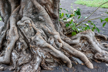 Racine de Flamboyant
Racine de Flamboyant à l'île de la Réunion