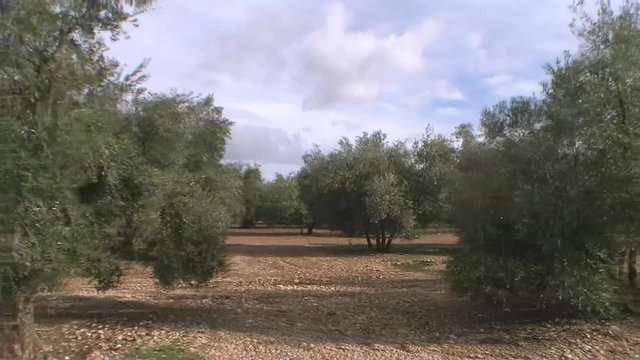 Travelling or moving camera from a crop of olive trees near jaen, Andalusia, Spain