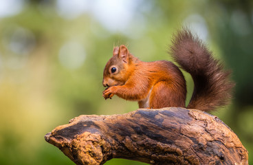 Naklejka na ściany i meble Red squirrel, County of Northumberland, England
