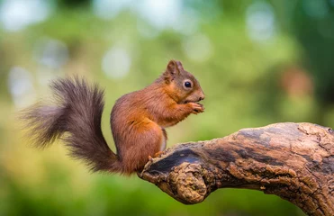 Tuinposter Rode eekhoorn in het graafschap Northumberland, Engeland © Michael Conrad