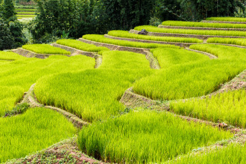 Green Terraced Rice Field in Mae Klang Luang , Mae Chaem, Chiang Mai, Thailand