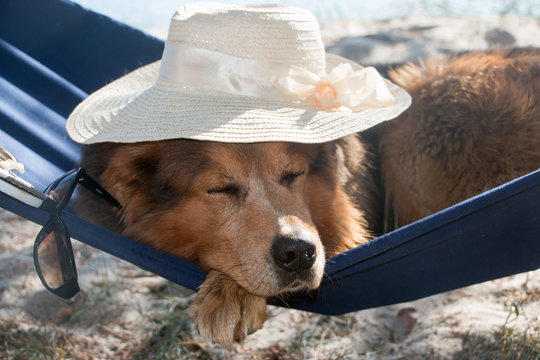 Hund mit Sonnenhut liegt in einer Hängematte und schläft