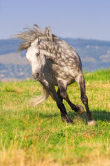 Grey andalusian stallion run on pasture against blue hillls