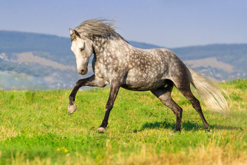 Grey andalusian stallion run on pasture against blue hillls