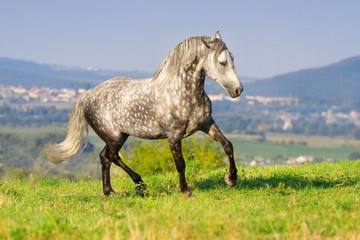 White horse trotting against beautiful mountain landscape