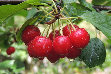 вишня на ветке дерева крупным планом 