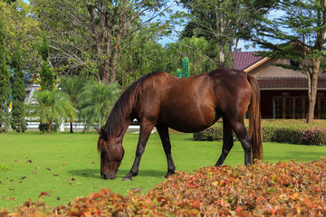 Horses in the green field at resorts garden