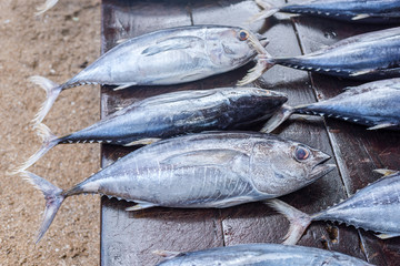 fresh tuna