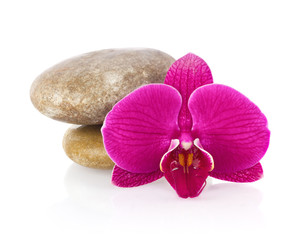 Fototapeta na wymiar Flower Phalaenopsis orchid with sea stone