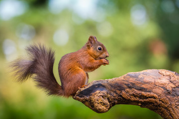Naklejka na ściany i meble Red squirrel in woodland, County of Northumberland, England
