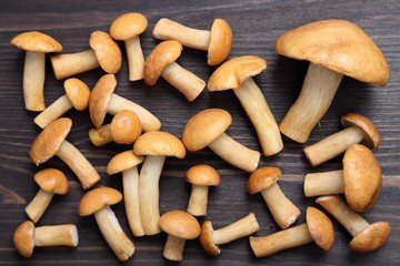 Edible mushrooms.