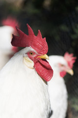White rooster outside with hens