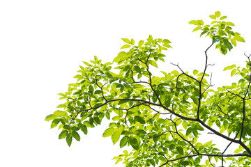 Obraz premium Green leaves isolated on white background, This has clipping path.