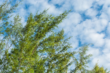 branch of pine tree motion blur of pleasant wind under cloudy sk