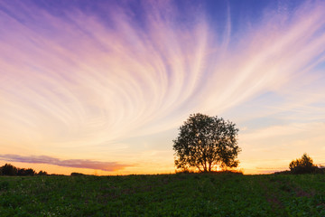 Obraz na płótnie Canvas Landscape with tree over sunset sky