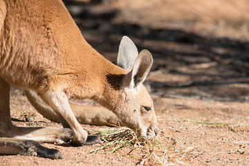 Australisches, rotes Riesenkänguru beim Fressen