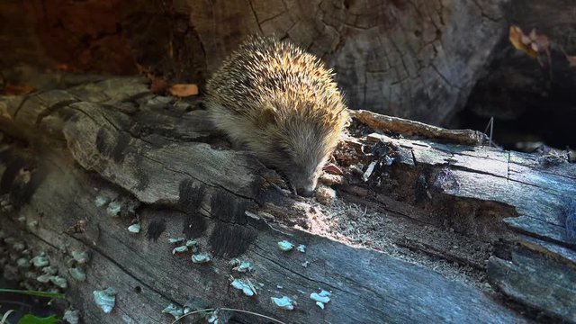 Sweet hedgehog in nature.European Hedgehog (Erinaceus europaeus) foraging in garden. The hedgehog lives in woodland, farmland and suburban areas.Ultra hd 4k, real time